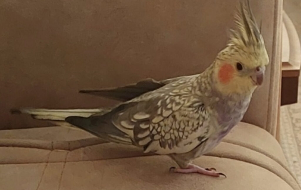 عروس هلندی