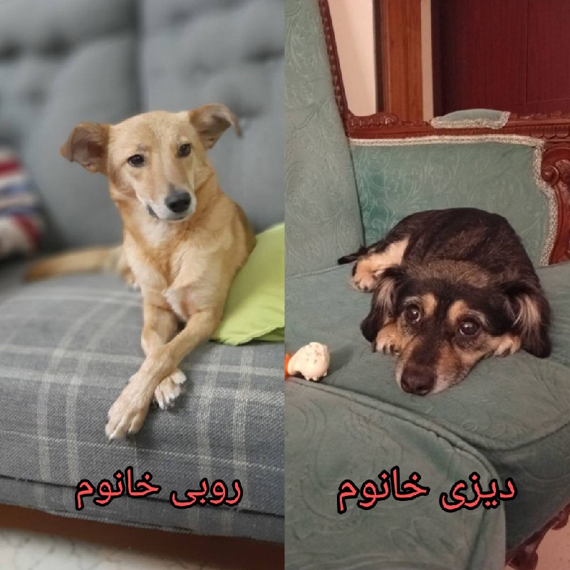 دیزی و روبی