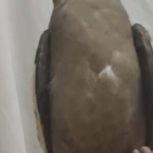 عروس هلندی گل باقالی گمشده