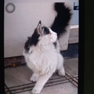گربه Dsh