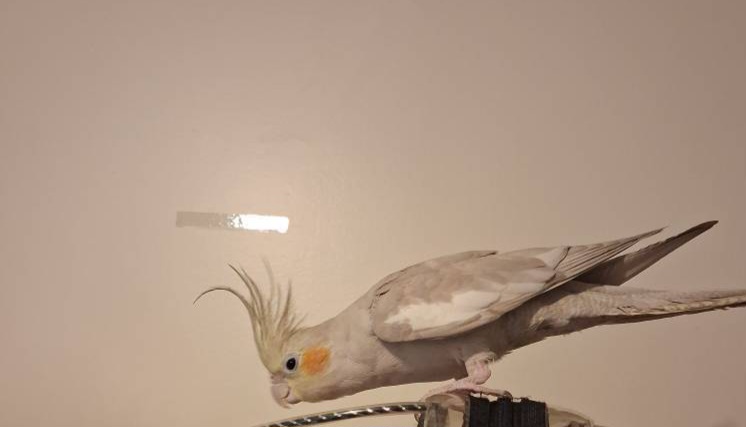 عروس هلندی ماده گم شده