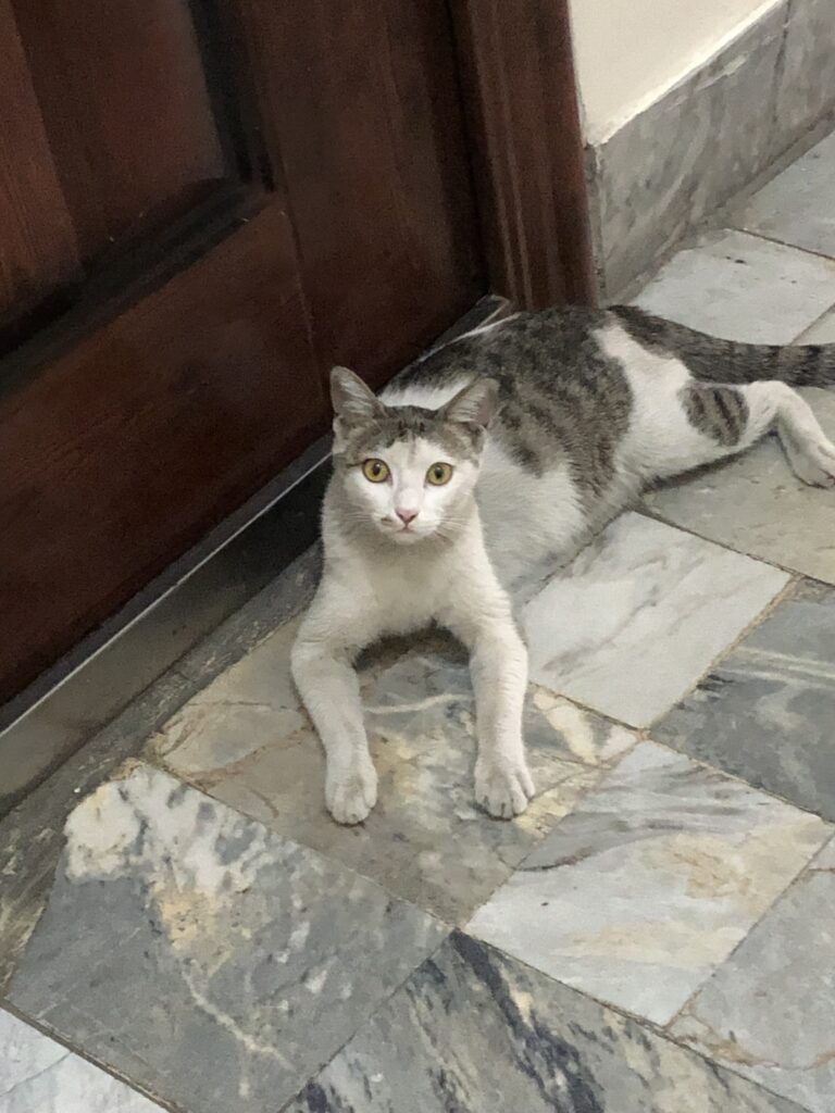 گربه ماده