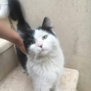 گربه گمشده در محدوده ذولفقاری ایسگاه چهار شهدای هیفده