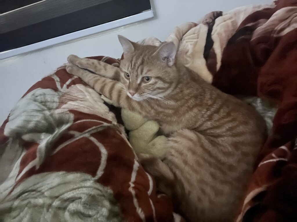 گربه نارنجی گمشده