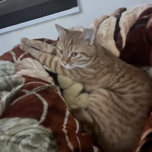 گربه نارنجی گمشده