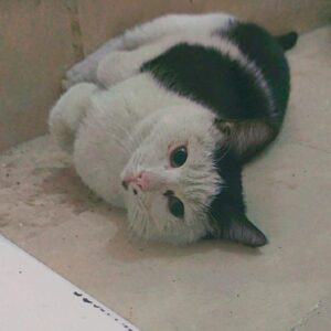 یک عدد گربه گم شده