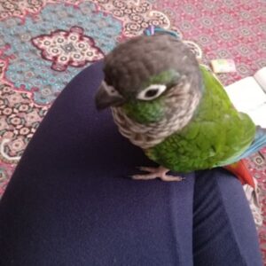 طوطی گمشده