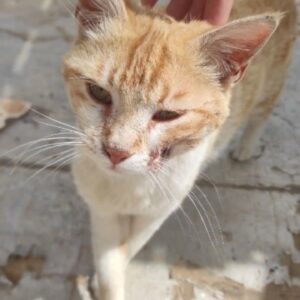 گربه گمشده سفید نارنجی