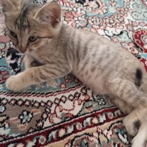 نیاز به درمان گربه خیابونی