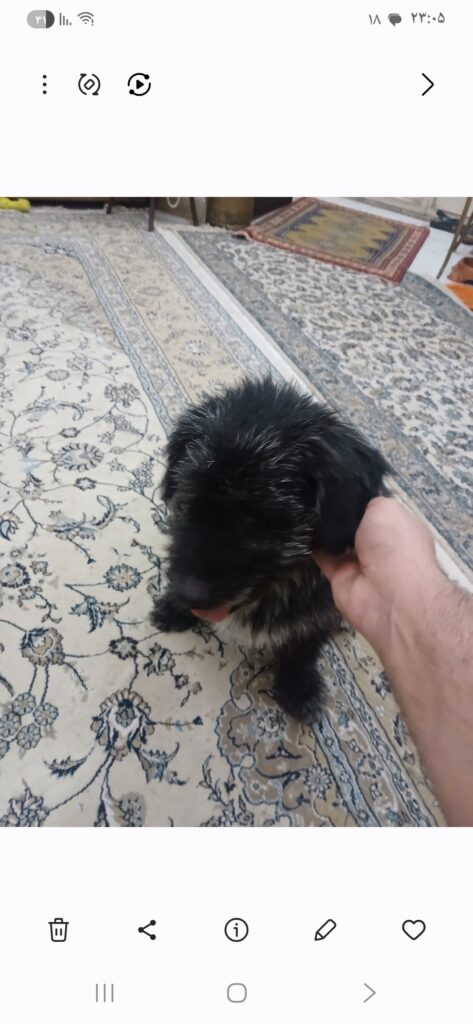 پیدا شده