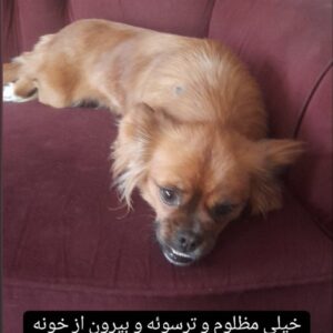 سگ اپارتمانی