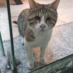 گربه نابینا فوری نیاز به سرپرست داره