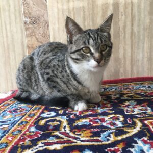 گربه گمشده
