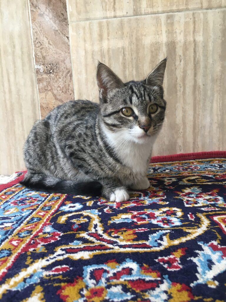 گربه گمشده