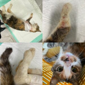 نیازمند کمک فوری