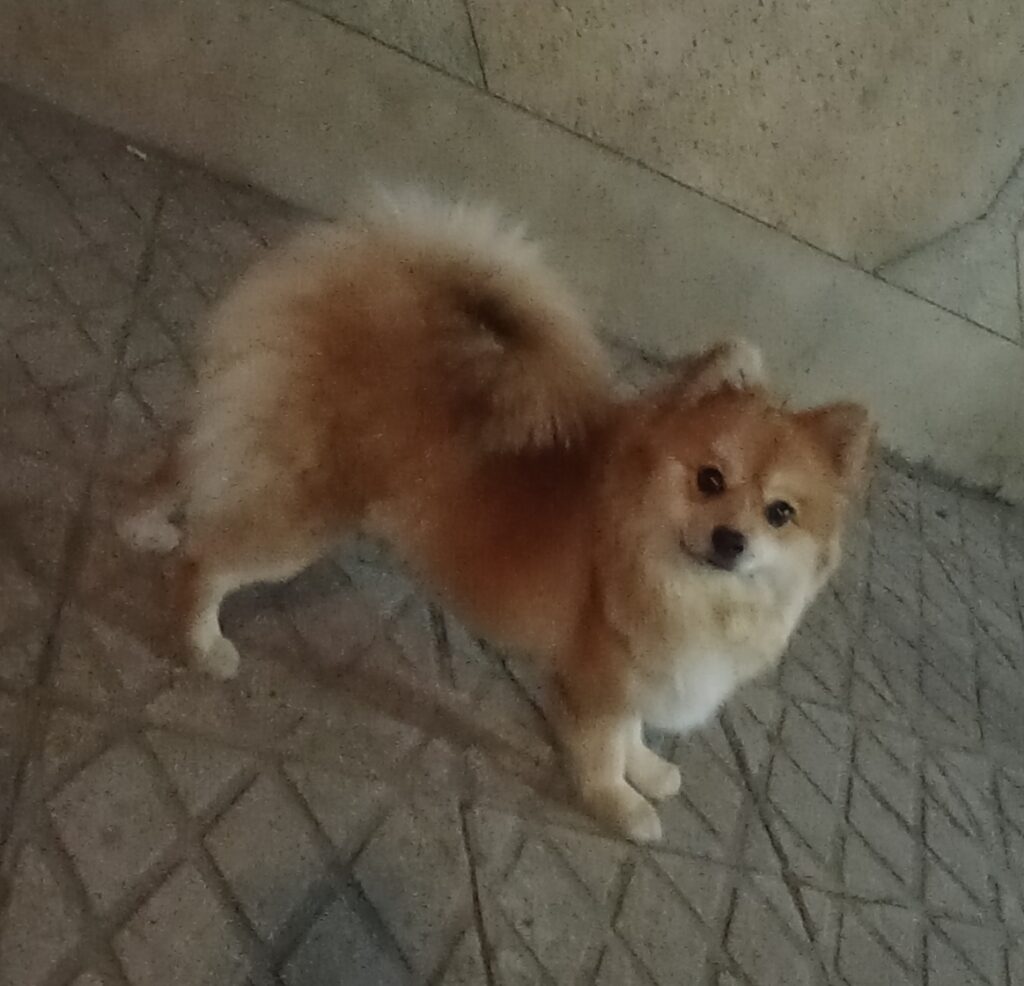 سگ پامرانین