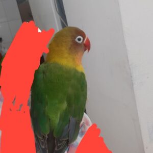 کوتوله برزیلی سبز جنسیت نر