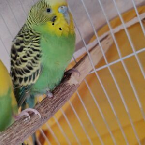 مرغ عشق سبز گمشده