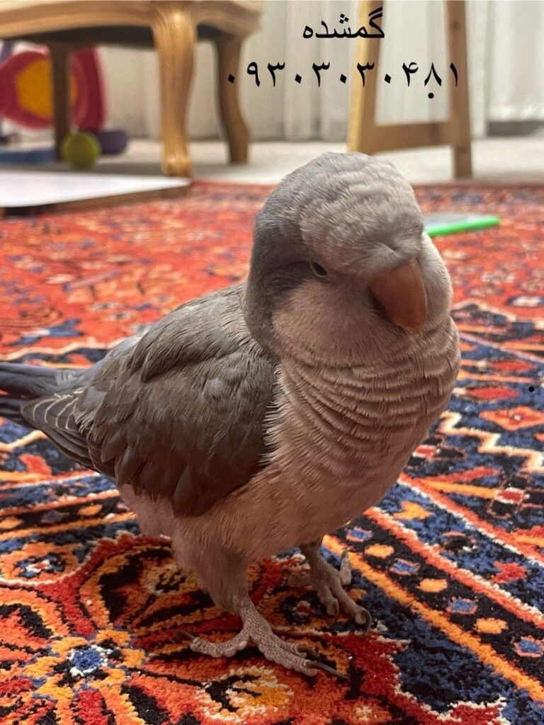گمشده طوطی راهب