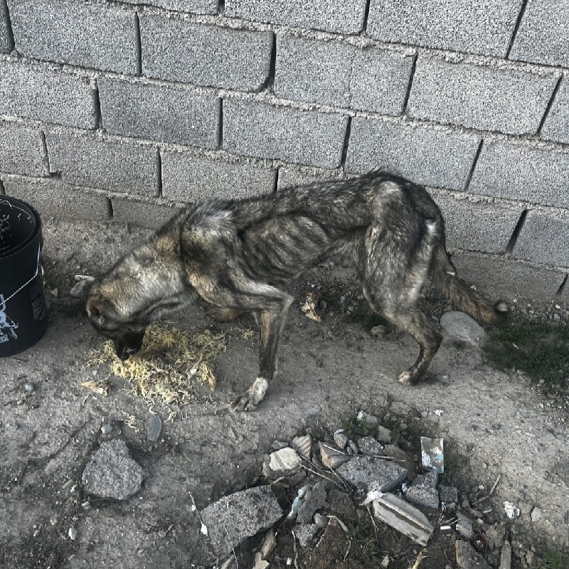 سگ آسیب دیده