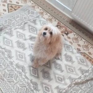 سگ گمشده