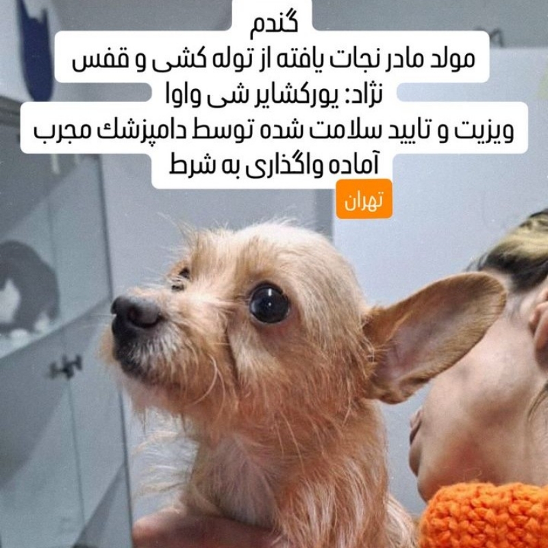 گندم خانم ۳ ساله زیبا