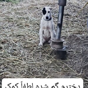 توله الابای6ماهه من گم شده