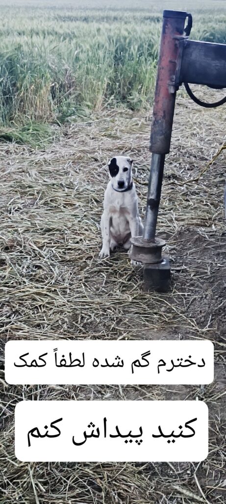 توله الابای6ماهه من گم شده