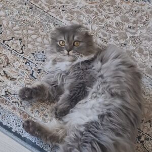 گربه نژاد اسکاتیش نر
