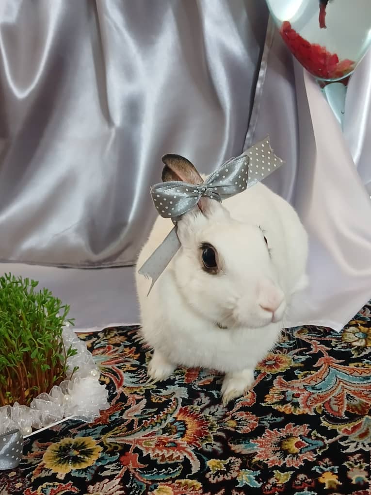 واگذاری