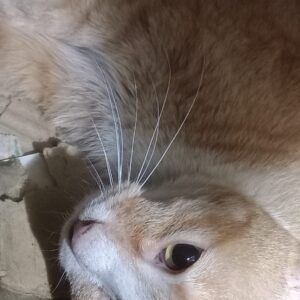 گربه Dsh فک کنم دستش شکسته