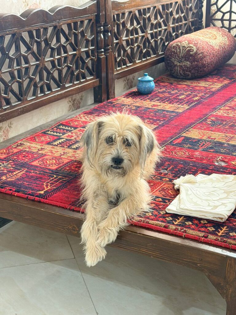 سگ پیدا شده