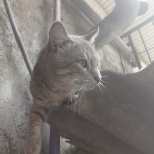 گربه پیدا شده
