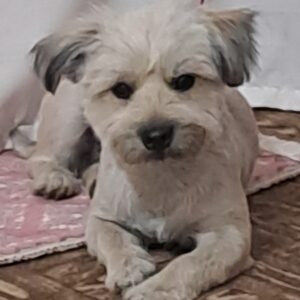 سگم تریر دوساله نرگمشده