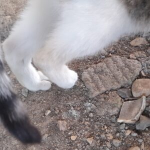کمک برای گربه که پاش اسیب دیده