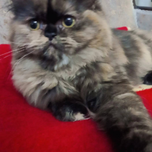 گربه گم شده