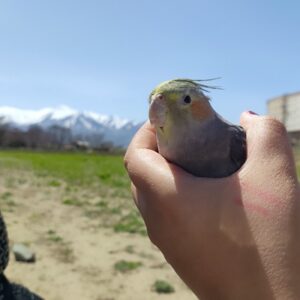 پرنده گمشده وفا