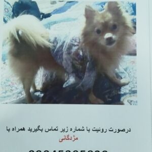 سگ پامر