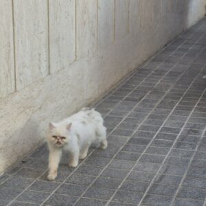 گربه پرشین پیدا شده