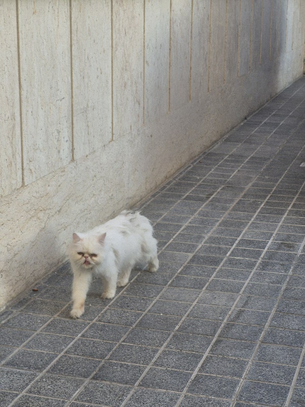 گربه پرشین پیدا شده