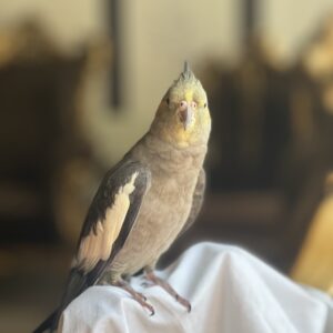 عروس هلندی گمشده