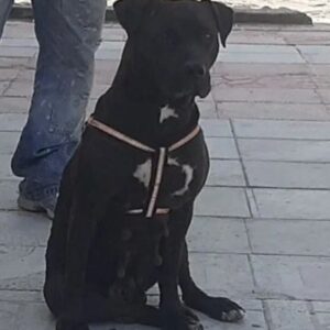 سگ گمشده ماده