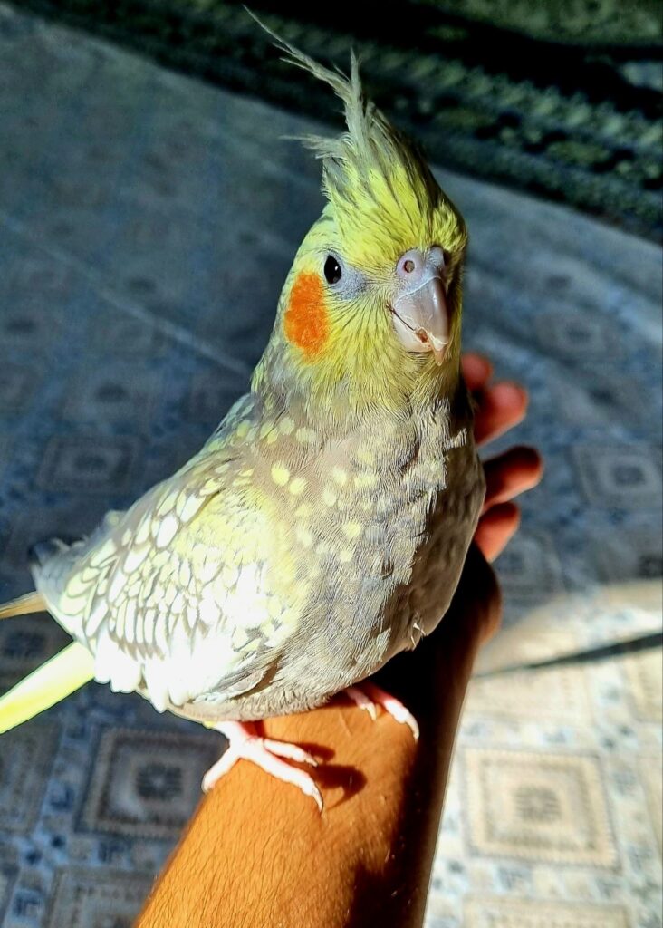 عروس هلندی گمشده در علی آباد جنوبی
