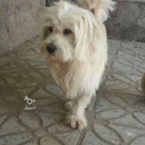 گمشده