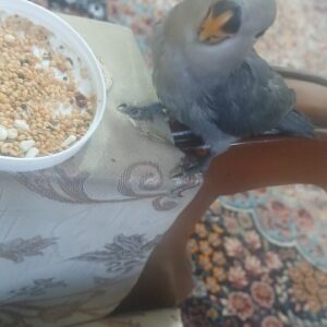 طوطی برزیلی خاکستری