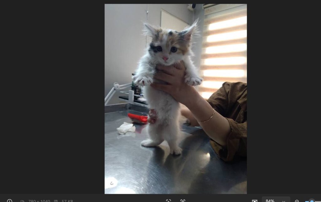 بچه گربه