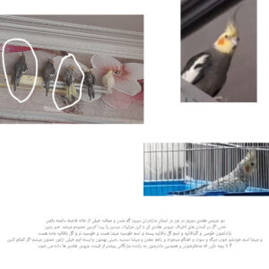 دو عروس هلندی طوسی و گلباقالی به نام هاي پسته و میشا پیروز گم شدن