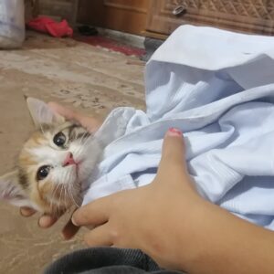 بچه گربه 2ماهه ماشین زده بهش کمر و پاهاش و دمش بی حرکته