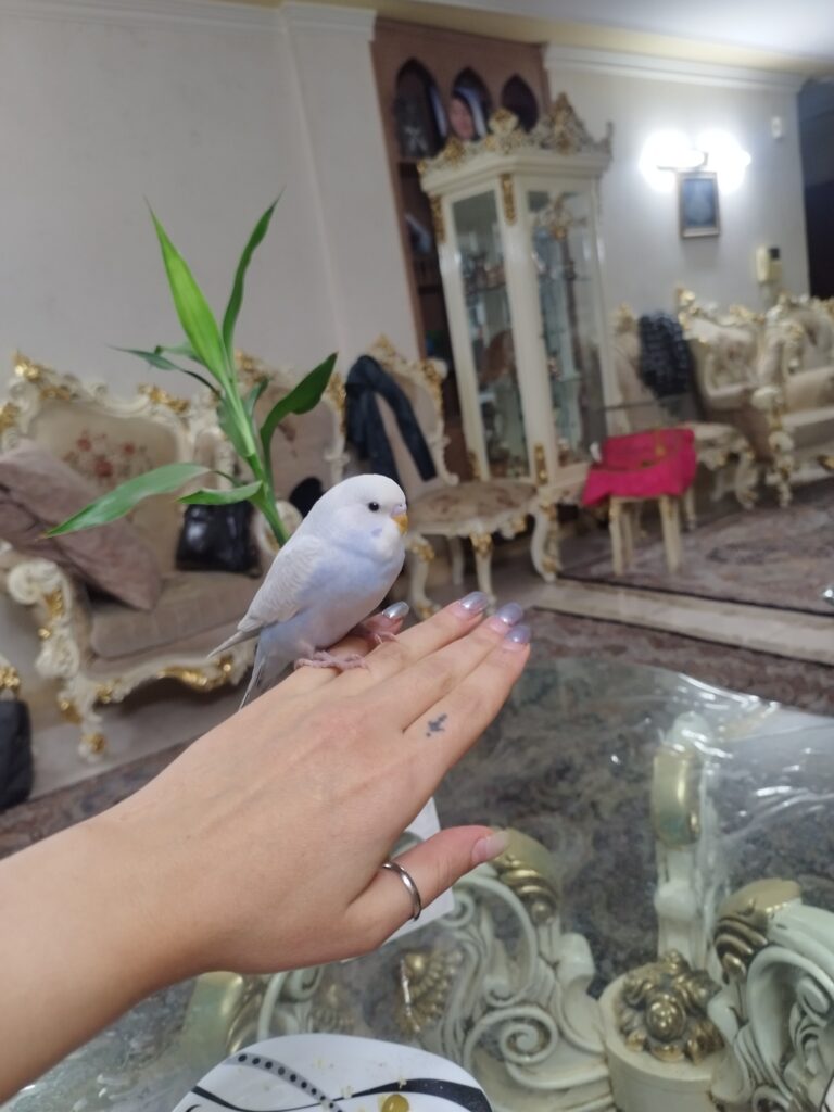 مرغ عشق گمشده