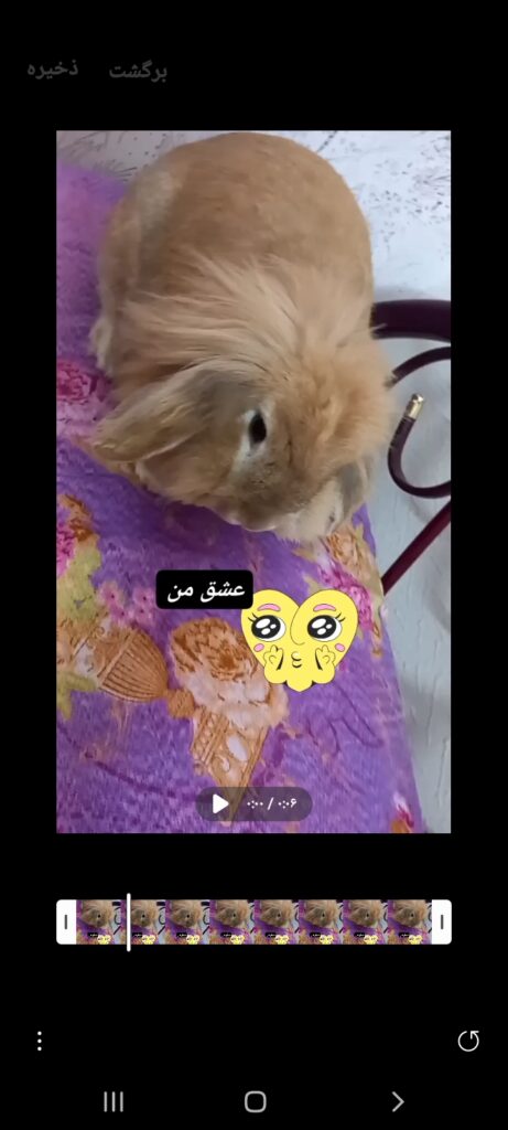 واگذاری رایگان ۱۰خرگوش ۲عدد داچ و ۸تالوپ
